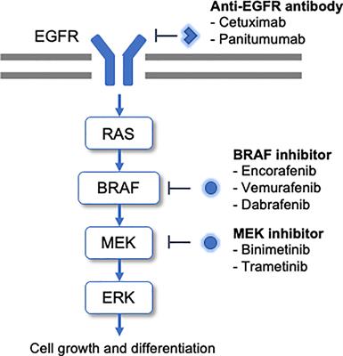 Management of BRAF Gene Alterations in Metastatic Colorectal Cancer: From Current Therapeutic Strategies to Future Perspectives